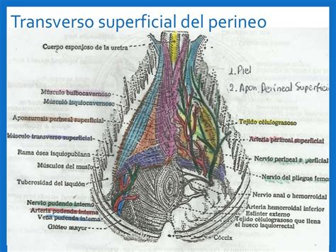 perineo hombre|Pelvis y periné: Anatomía, órganos, vasos, nervios 